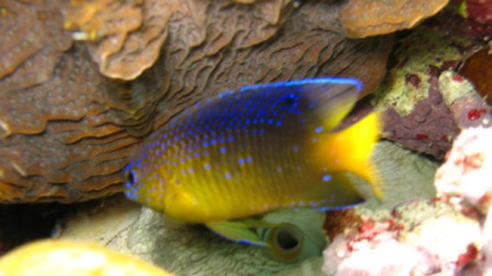 Damselfish (31)_120